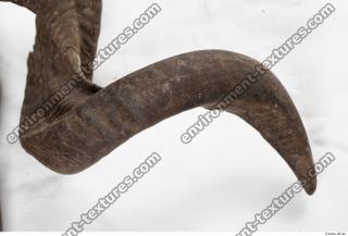 mouflon skull antlers 0007